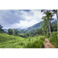 Millwood Pines Tea Plantation In Sinharaja Forest Reserve, Sri Lanka by - Wrapped Canvas Photograph