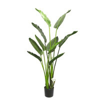 Bayou Breeze Travellers Palm Plant in Pot