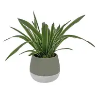 Primrue Faux yucca with white edge in clay pot with white bottom