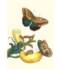 Buyenlarge 'Banana Plant with Teucer Giant Owl Butterfly' by Maria Sibylla Merian Graphic Art