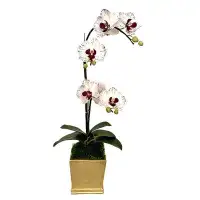 Primrue Orchid Arrangement in Planter