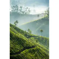Loon Peak Tea Plantations In Munnar