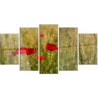 Made in Canada - Design Art 'Red Poppy Flower Field Background' 5 Piece Photographic Print on Metal Set