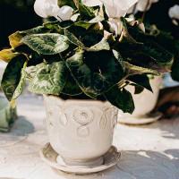 Juliska Jardins du Monde Ceramic Pot Planter