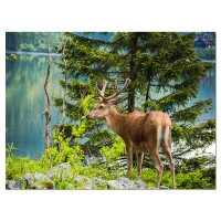 Design Art Designart - Deer Stag Near the Lake Animal Photographic Print on Wrapped Canvas