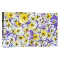 East Urban Home 'Violet Flowers in White, Yellow and Purple, Europe and North America' Photographic Print