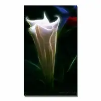 Trademark Fine Art 'Moonflower Bud' by Kathie McCurdy Framed Graphic Art on Wrapped Canvas