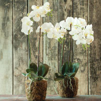 Beachcrest Home Stiles Faux Phalaenopsis Orchid Drop-in