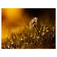 Made in Canada - Design Art Vintage Wild Flower in Sunset - Wrapped Canvas Photograph Print