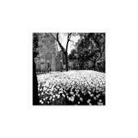 Ebern Designs White tulips near a water tower, Chicago, Cook County, Illinois, USA Print On Acrylic Glass