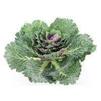 August Grove Artificial Cabbage Foliage Plant