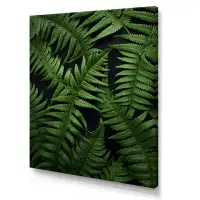 Gracie Oaks Martez Ferns Plant Delicate Intricacy On Canvas Print
