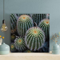 Foundry Select Green Cactus Plant In Close Up Photography 22 - 1 Piece Square Graphic Art Print On Wrapped Canvas