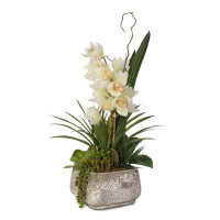 Williston Forge Saluzzo Cymbidium Orchids Desktop Flowering Plant in Concrete Planter
