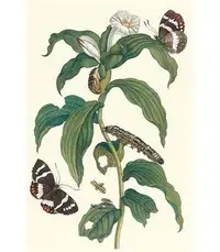 Buyenlarge 'Ginger Plant with a Giant Sugar Cane Borer' by Maria Sibylla Merian Graphic Art