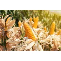 Gracie Oaks Corn Field On Crop Plant For Harvesting by Tortoon - Wrapped Canvas Photograph