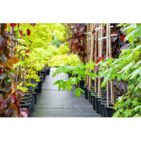 Ebern Designs Young Maple Trees In Plastic Pots On Plant Nursery by Chamillewhite - Wrapped Canvas Photograph