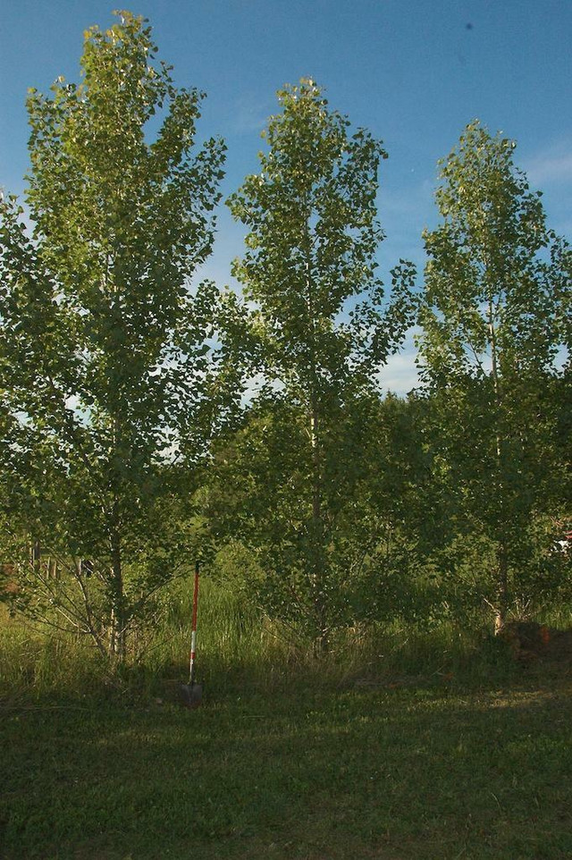 Fluffless poplars for shelterbelts.  Whips or plugs.  1.5 to 6 feet. Sent anywhere in Alberta in Plants, Fertilizer & Soil in Alberta - Image 3
