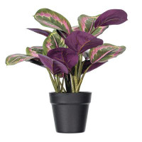 Vickerman Vickerman 16" Calathea Roseopicta in Black Pot. This is an aritifical plant in a black plastic pot.