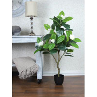 Primrue 50" Magnolia Tree in 5.5" Plastic Pot (55 Leaf
