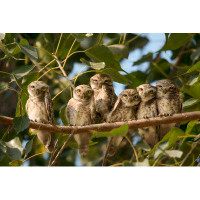 Millwood Pines Owl Family