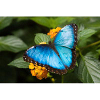 Ebern Designs Blue Morpho Butterfly