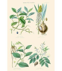 Buyenlarge 'Medicinal Plants. Ipecacuan Squill Sarsaparilla Copaiba' by William Rhind Graphic Art