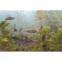 Highland Dunes Underwater Shot Of Shoal Of Perch With Aquatic Plant Life by - Wrapped Canvas Photograph