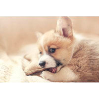 Ebern Designs Cute Little Corgi Dog Puppy Lies In A Soft Bed And Nibbles On A Toy by - Wrapped Canvas Photograph