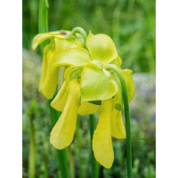 Latitude Run® USA  Pennsylvania The Yellow Flowers Of The Pitcher Plant  Sarracenia  A Carnivorous Plant Poster Print By