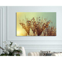 Picture Perfect International 'Dewy Dandelion Flower at Sunrise Close Up' Photographic Print on Wrapped Canvas