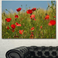Made in Canada - Design Art 'Wild Poppy Flowers in Green Garden' Photographic Print on Wrapped Canvas