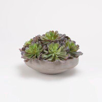 Primrue Green And Lavender Succulents In Cement Bowl