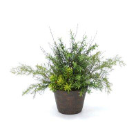Gracie Oaks Succulents Rosemary and Pine Tabletop Foliage Plant in Clay Pot