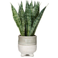 Primrue 12 Inch Small Artificial Snake Plant Potted With Ceramic Pot