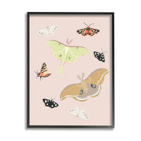Stupell Industries Stupell Industries Moths & Butterflies On Framed Giclee Art Design By Sweet Melody Designs