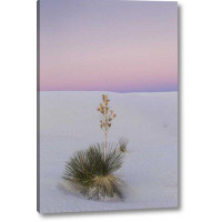 Highland Dunes 'New Mexico, White Sands NM Yucca Plant at Sunset' Photographic Print on Wrapped Canvas