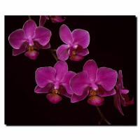 Trademark Fine Art 'Four Flowers' by Kurt Shaffer Photographic Print on Wrapped Canvas