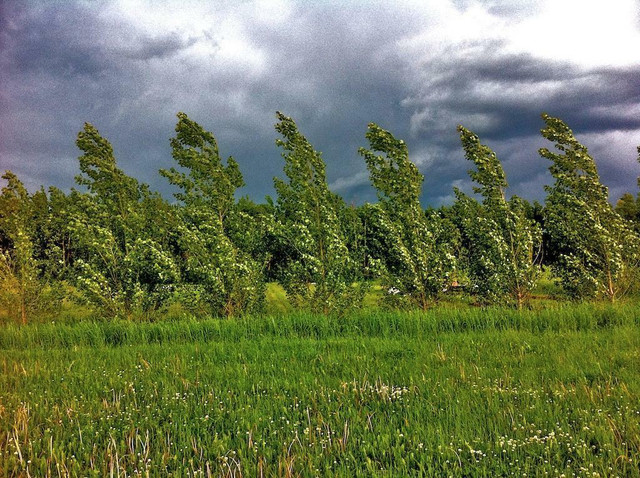 Fluffless poplars for shelterbelts.  Whips or plugs.  1.5 to 6 feet. Sent anywhere in Alberta in Plants, Fertilizer & Soil in Alberta - Image 4