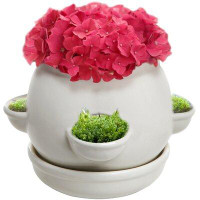 Red Barrel Studio Indoor Decorative Ceramic Flower Pot Plant