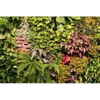 Bay Isle Home™ Plants by - Wrapped Canvas Photograph