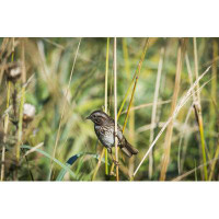 Latitude Run® Song Sparrow (Melospiza Melodia) Perches On A Plant; Hoquiam  Washington  United States Of America Print (