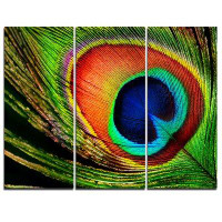 Made in Canada - Design Art Peacock Feather - 3 Piece Graphic Art on Wrapped Canvas Set