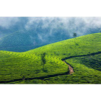 Millwood Pines Tea Plantations in Munnar by F9Photos - Wrapped Canvas Photograph