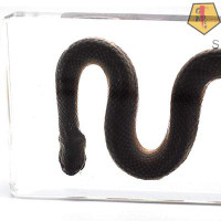 GN109 Snake Paperweights Specimen For Science Education Paperweight For Book For Office For Desk