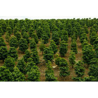Millwood Pines Coffee Plantation by - Wrapped Canvas Photograph
