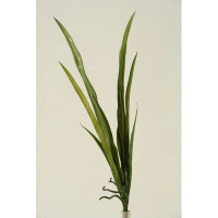 Wrought Studio Orchid Leaves Foliage Plant