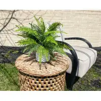 Primrue UV Rated Outdoor Fern in Fiberstone Pot