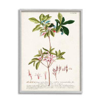 Stupell Industries Botanical Plant Illustration Pink Flowers Vintage Design