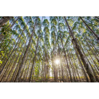 Millwood Pines Eucalyptus Plantation by Paulobaqueta - Print